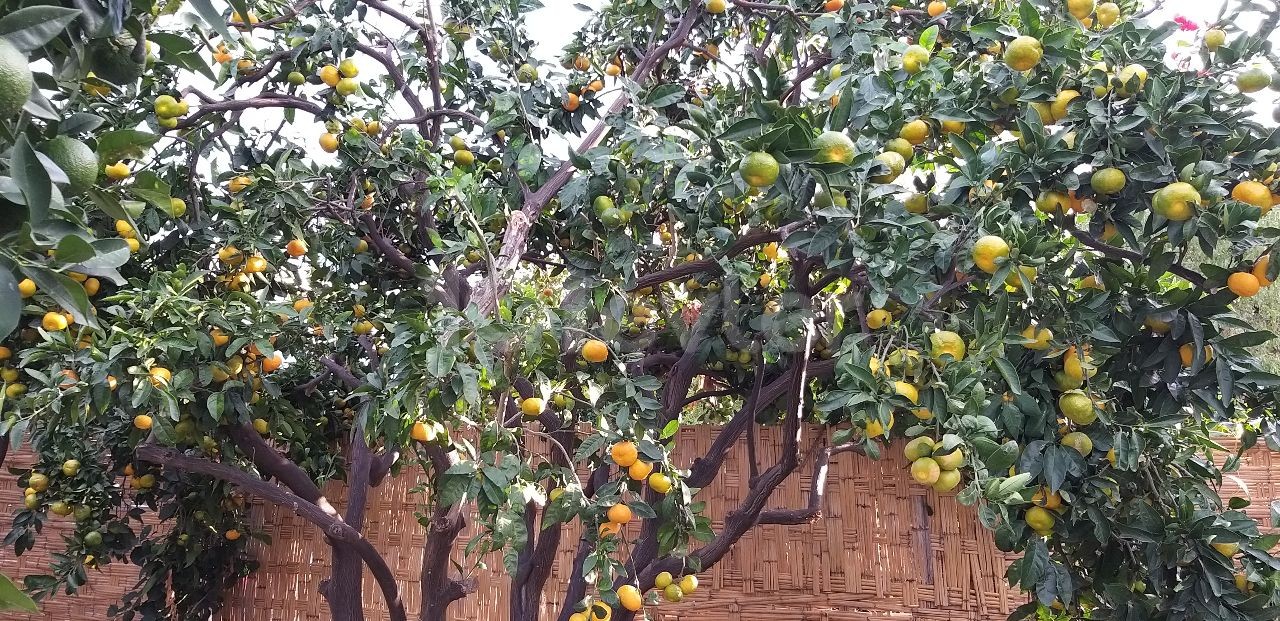 Komplett möblierte Tagesmietvilla mit Berg- und Meerblick in Alsancak – Region Yeşiltepe