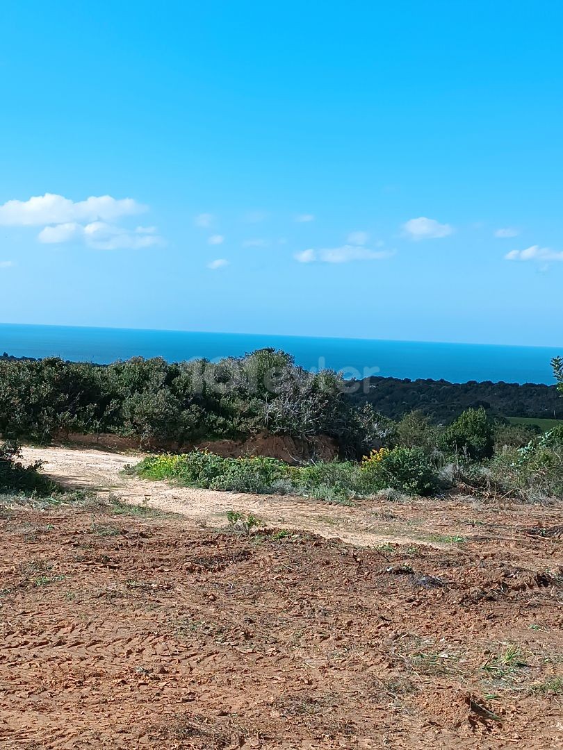 رشته برای فروش in Dipkarpaz, ایسکله