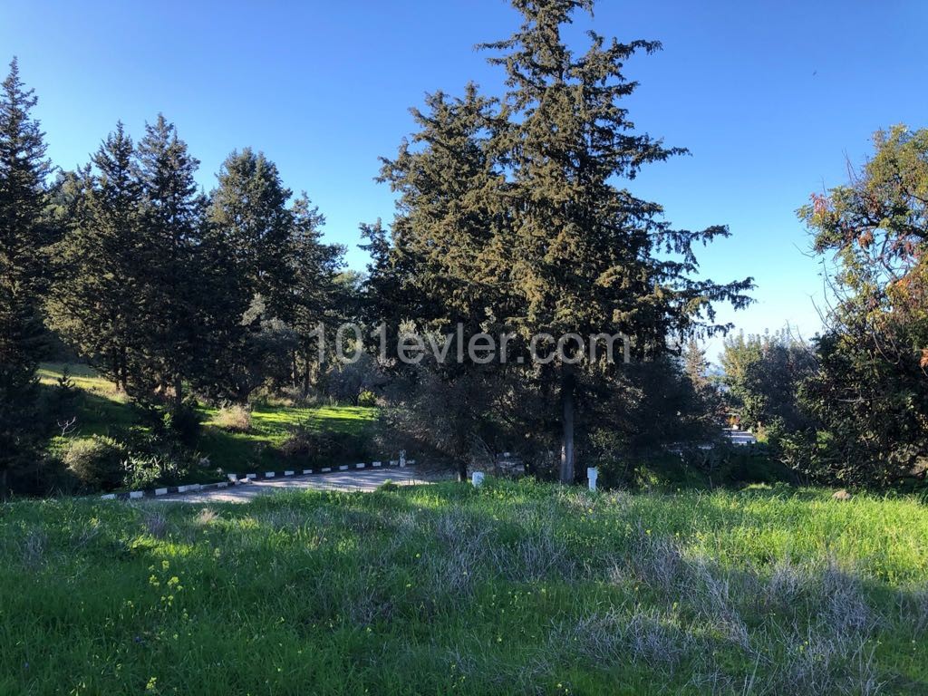 A 5.5-decare investment land with a zoning permit located between Pine Trees, with a mountain view and intertwined with a mountain, as well as just outside the village ** 