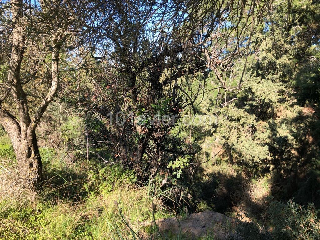 5,5 Hektar investitionsgrundstück mit zonengenehmigung, das sich direkt am Ausgang des Dorfes befindet, mit Blick auf die Berge, zwischen Pinien und mit dem Berg verflochten ** 