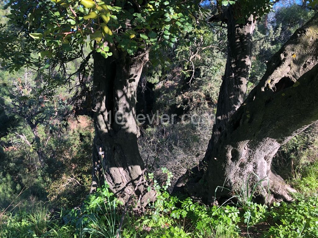 یک زمین سرمایه گذاری 5.5 دکارتی با مجوز منطقه بندی واقع در بین درختان کاج با منظره کوه و در هم تنیده با کوه و همچنین در خارج از روستا ** 