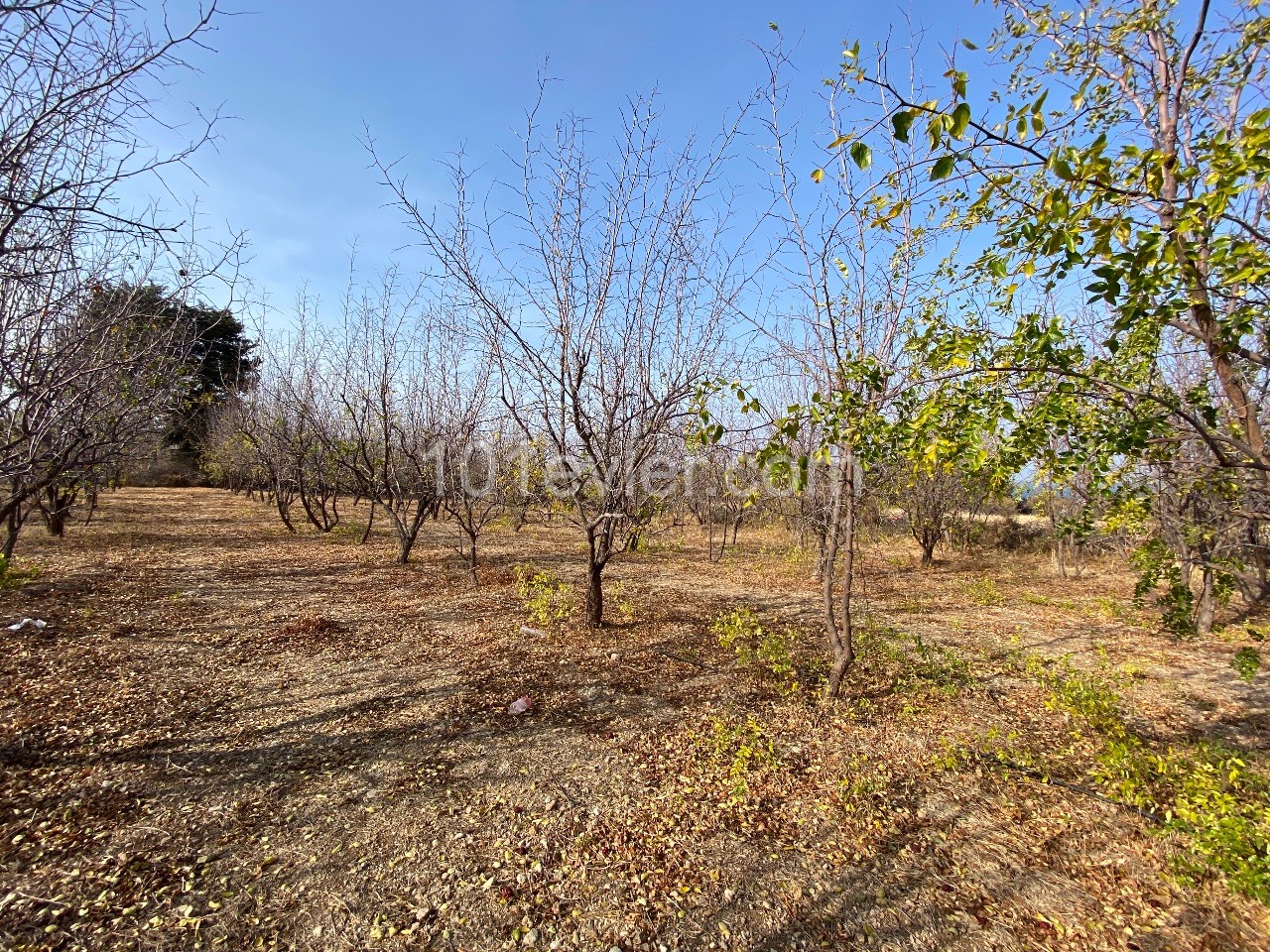 Land for sale in Karşıyaka, on a sloping land, with sea view, Turkish headband, around 9 donums ** 