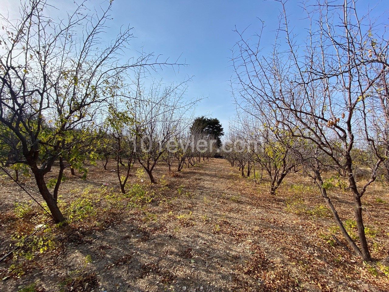 Land for sale in Karşıyaka, on a sloping land, with sea view, Turkish headband, around 9 donums ** 