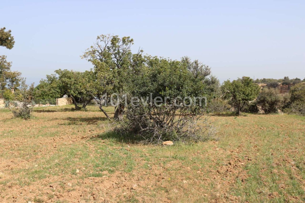 3 Donum Plot of Land in Karaagac