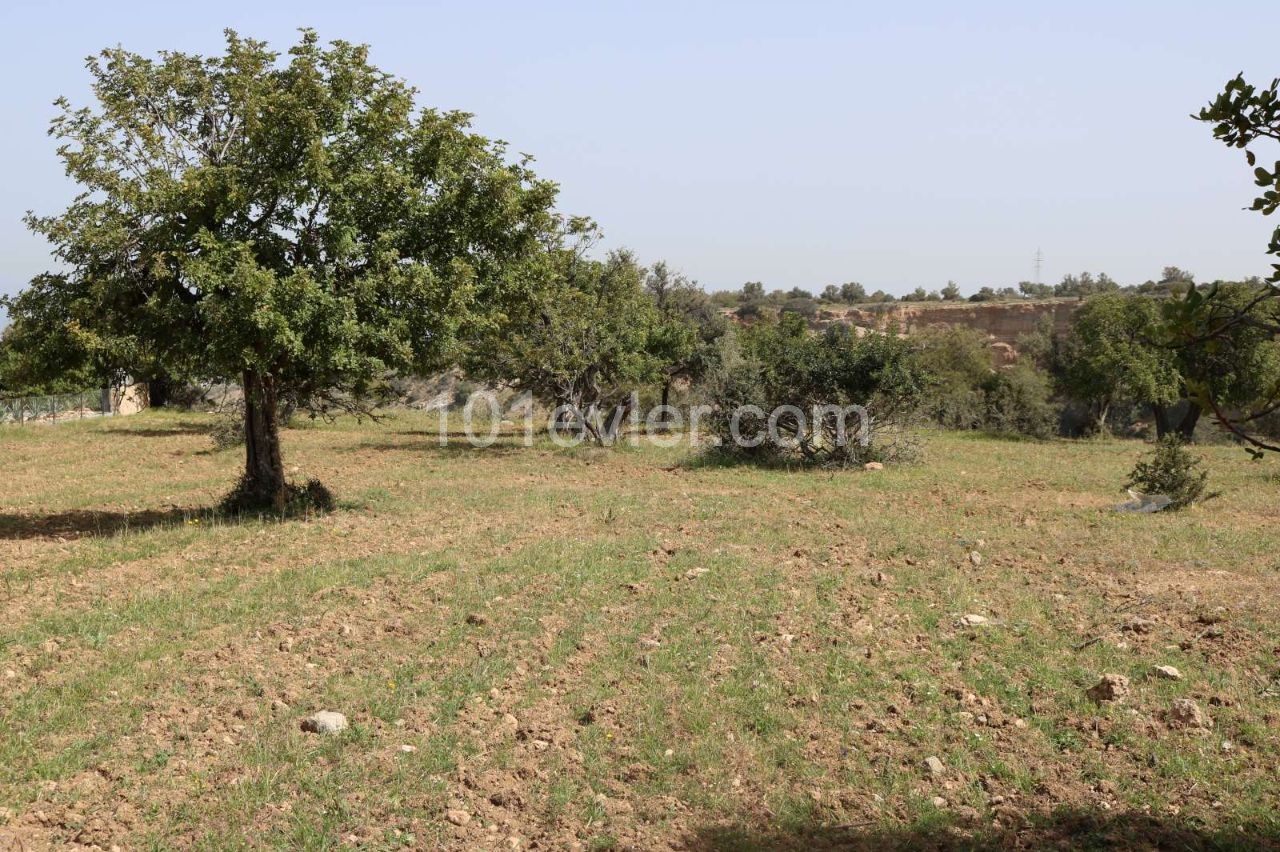 3 Donum Plot of Land in Karaagac