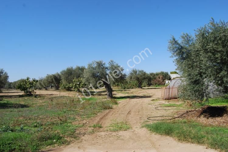 ویلا برای فروش in Ozanköy, گیرنه