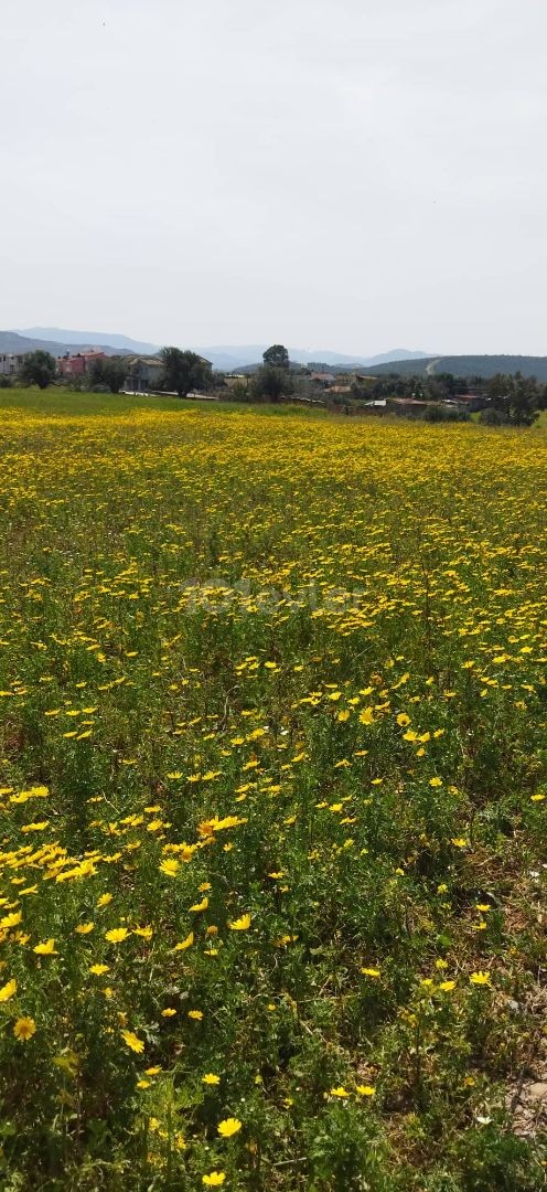 689m2 Turkish title plot in Doğancı Lefke. 05338403555