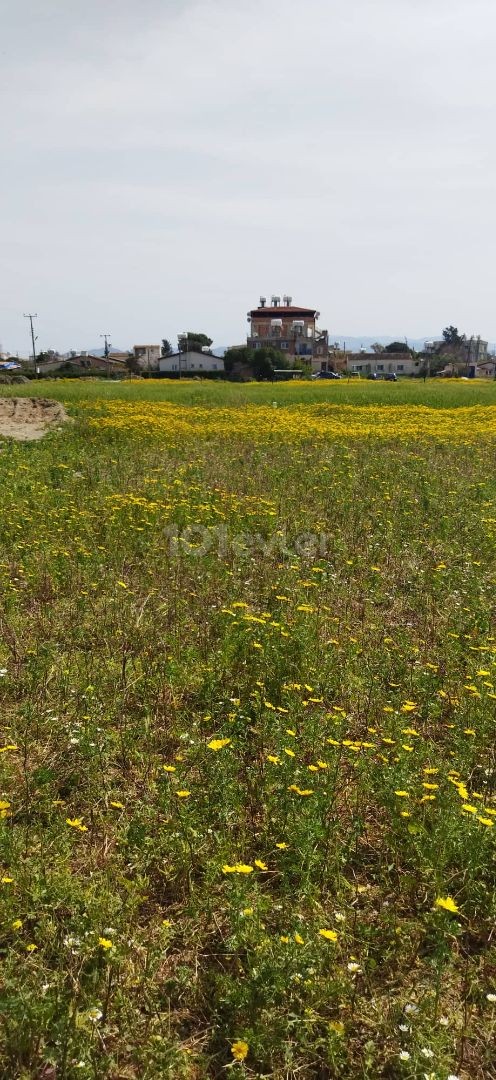 689m2 Turkish title plot in Doğancı Lefke. 05338403555