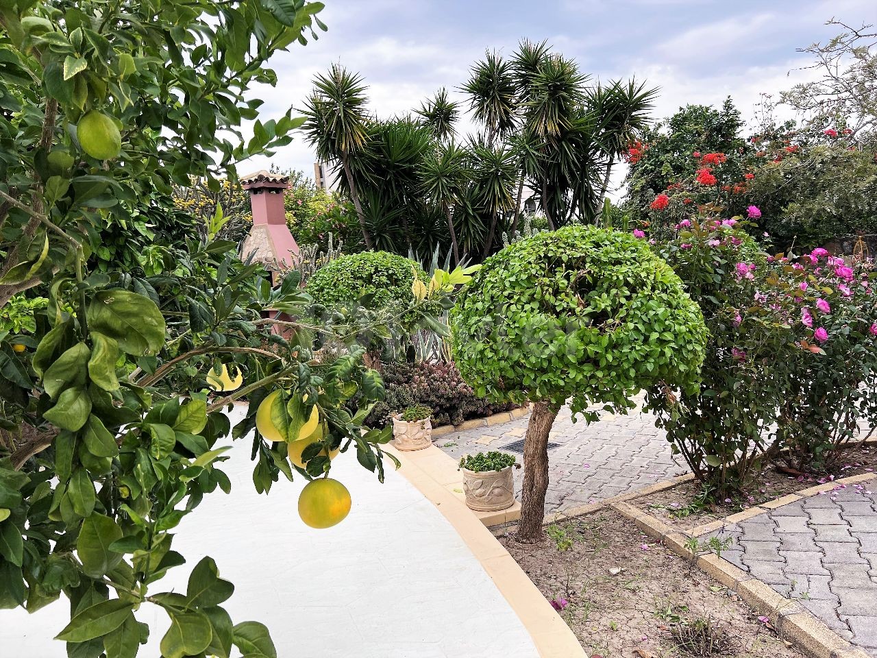 Turkish title Villa for sale in Lapta in 3144m2 land(aprox 2,5 donum of land) Gorgeous garden that makes you feel like in a botanical garden, pool bar&kitchen, water well and a lot of details need to be seen. 05338403555