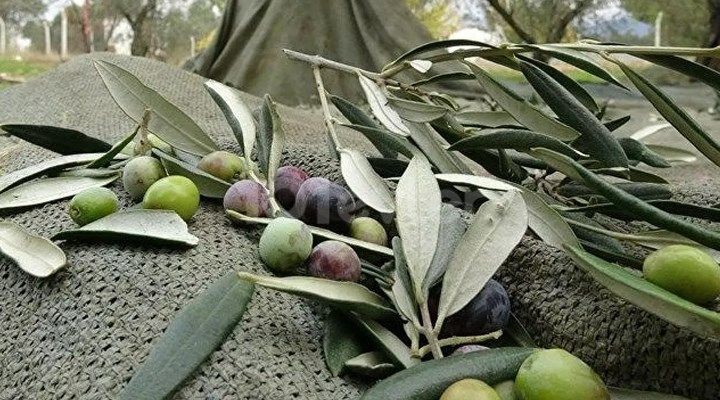 Feld Kaufen in Güzelyurt Merkez, Guzelyurt