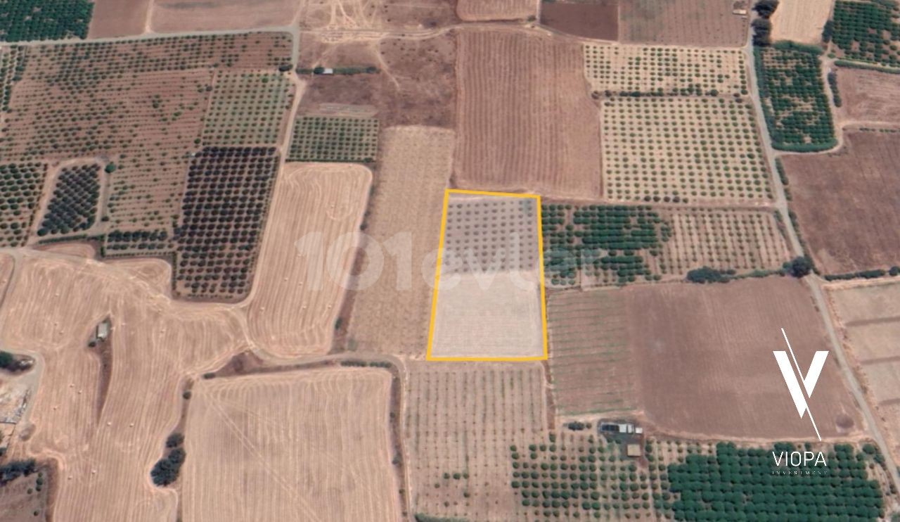 Field For Sale in Güzelyurt Merkez, Guzelyurt