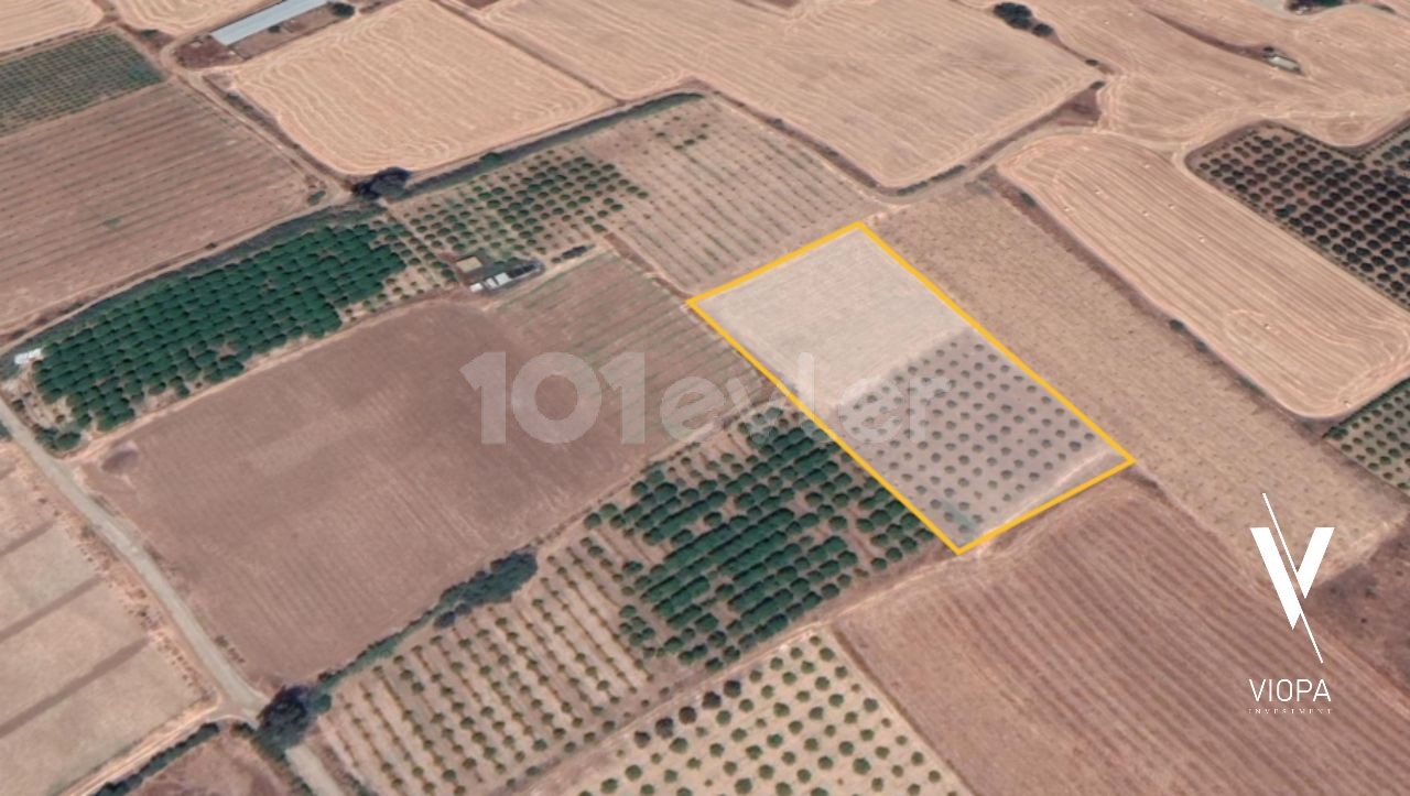 Field For Sale in Güzelyurt Merkez, Guzelyurt