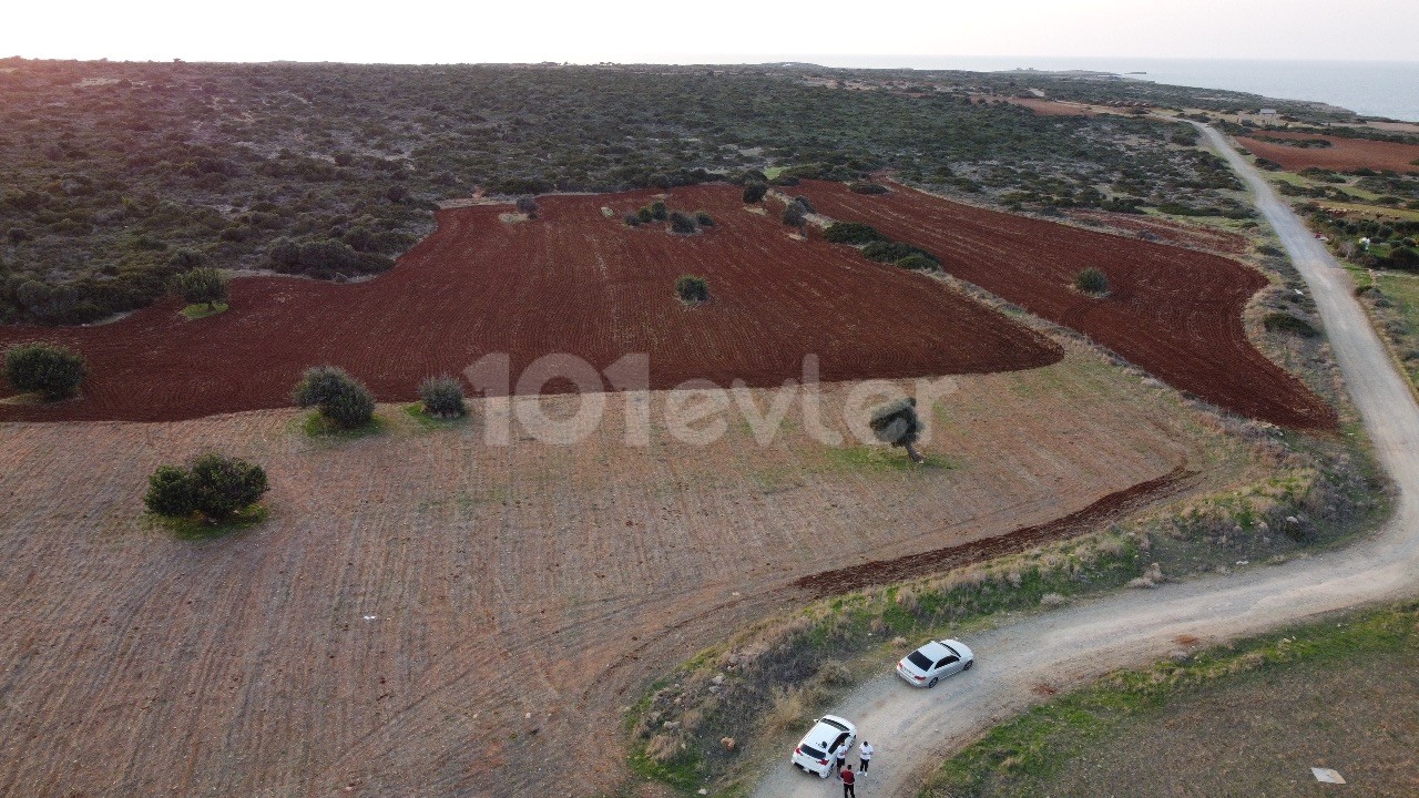 Sadrazamköyde Deniz Manzaralı Satılık 20 Dönüm İmara Açık Tarla 