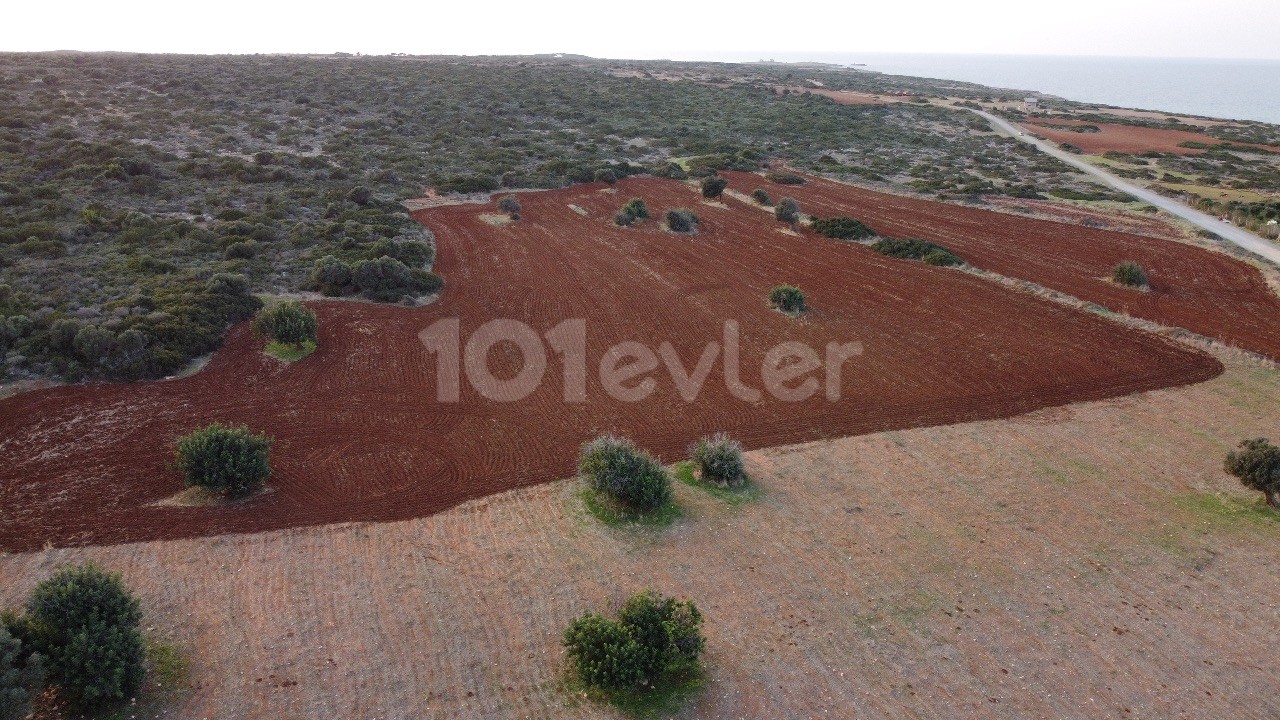 Sadrazamköyde Deniz Manzaralı Satılık 20 Dönüm İmara Açık Tarla 