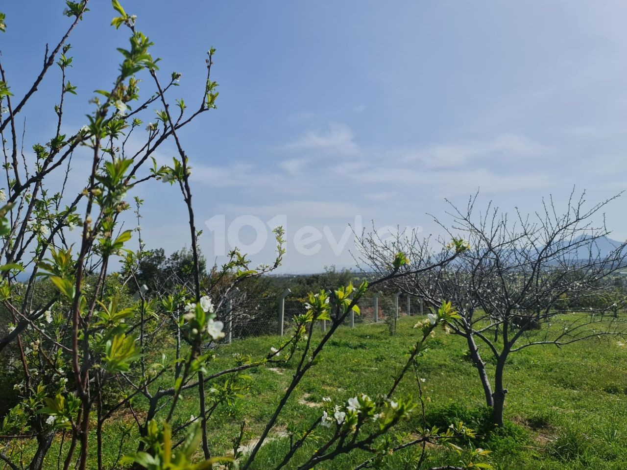 Land for sale in Girne Arapkoy ** 