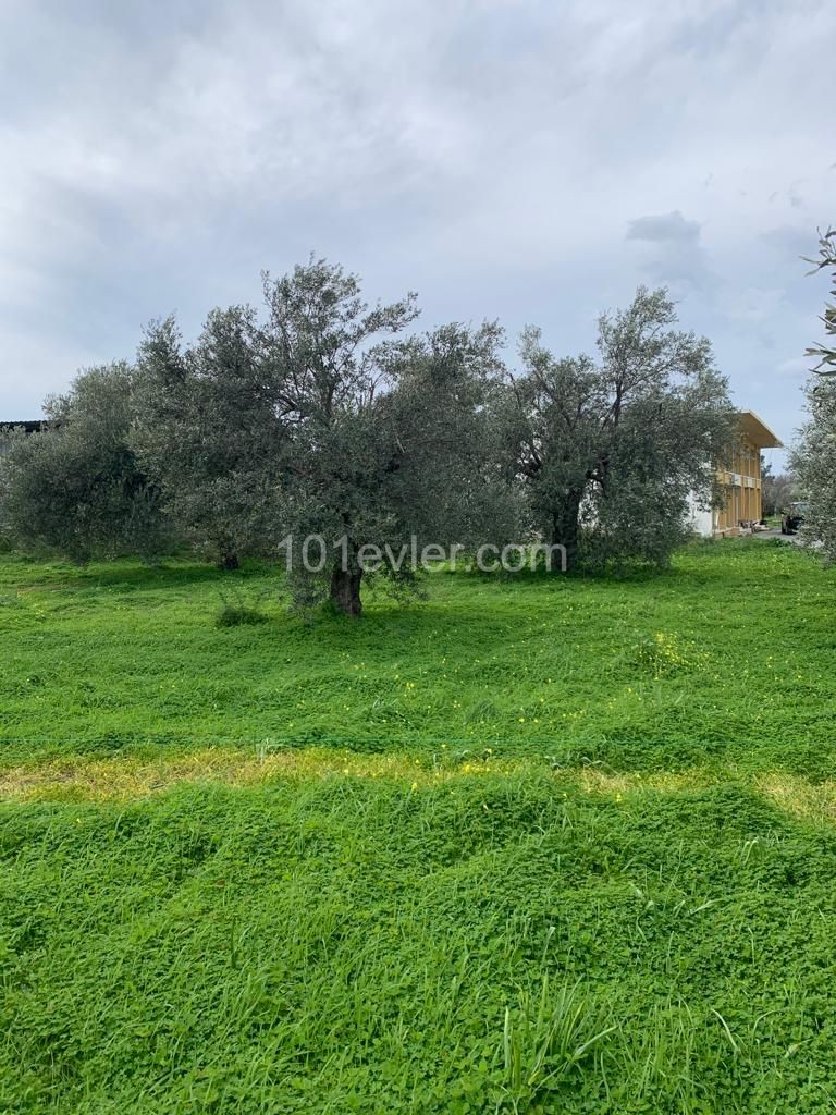 Lapta Ana Yolundan 100 Metre Mesafede Asfalt Yol Üzerinde Villa Ve İş Yeri Yapımına Uygun Arsa 