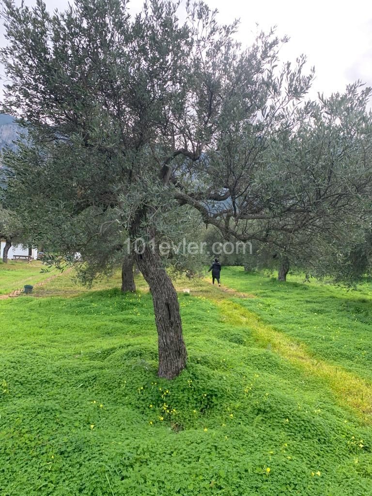 Lapta Ana Yolundan 100 Metre Mesafede Asfalt Yol Üzerinde Villa Ve İş Yeri Yapımına Uygun Arsa 