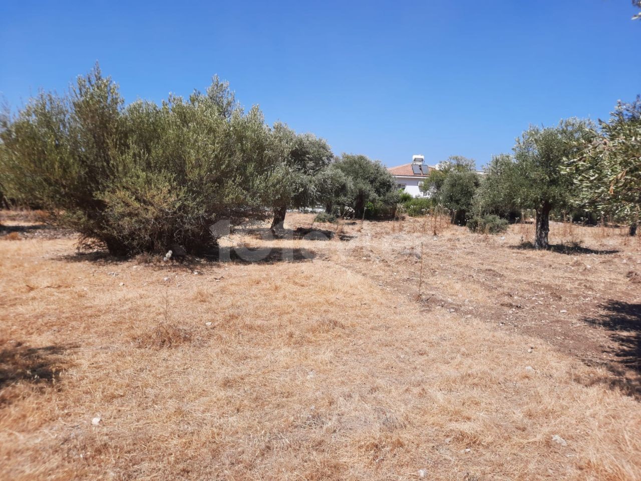 LAND FOR SALE IN ALSANCAK NECAT BRITISH COLLEGE REGION ** 