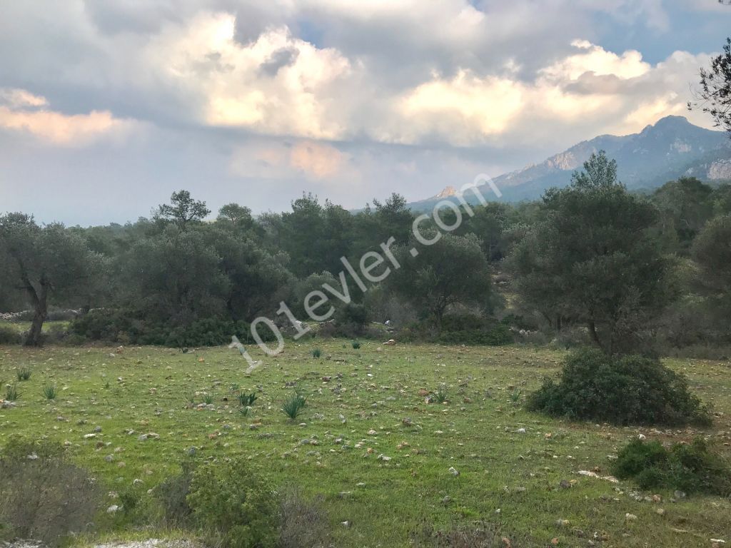 GIRNE -KARAAGAC , SUPER YATIRIM FIRSATI , 7.5 DONUM (9903 M2) ARAZI , ANA YOLDA , ALTYAPISI HAZIR , DENIZ VE DAG MANZARALI 