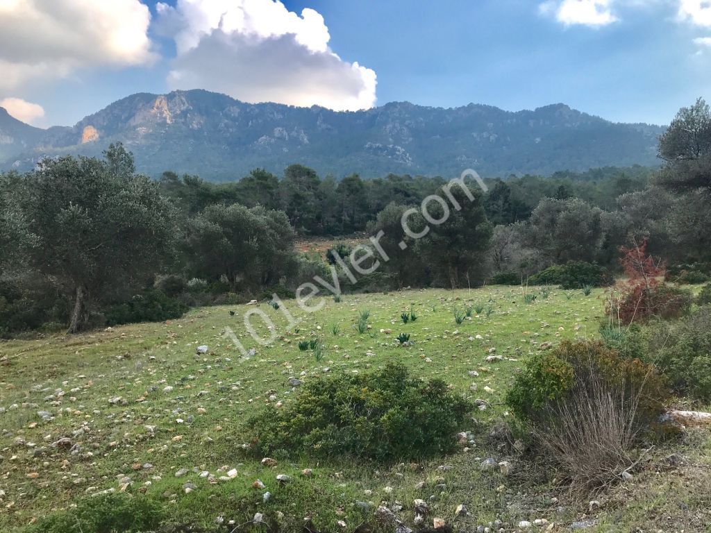 منطقه مسکونی برای فروش in Karaağaç, گیرنه