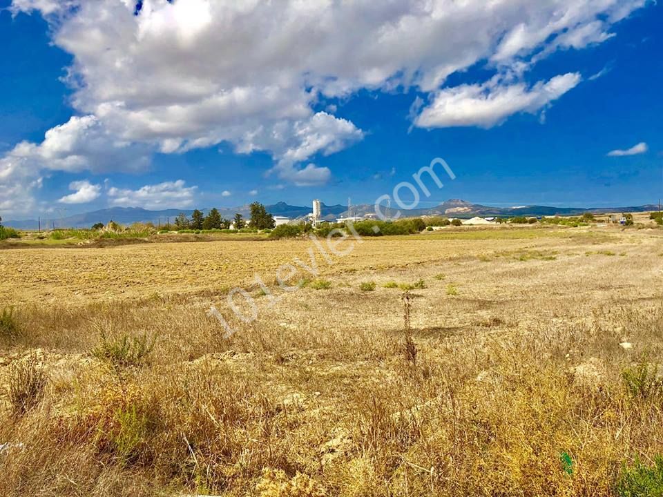 7 ACRES OF 3 EVLEK TURKISH LAND FOR SALE ON THE KARPAZ HIGHWAY ** 