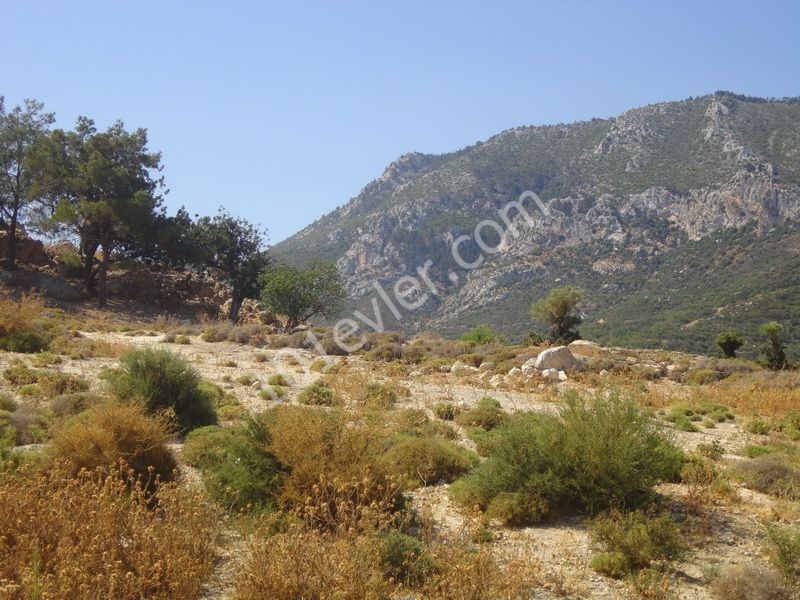 Eben Kaufen in Arapköy, Kyrenia