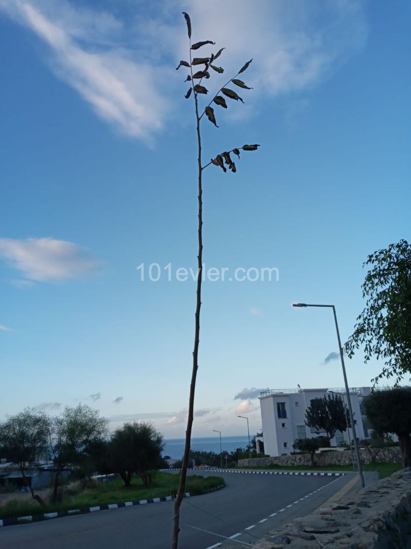 1 BEDROOM DUPLEX HOUSE ON A BEAUTIFUL WELL MAINTAINED COMPLEX IN ALSANCAK (can be easily converted into a 2 bedroom apartment)