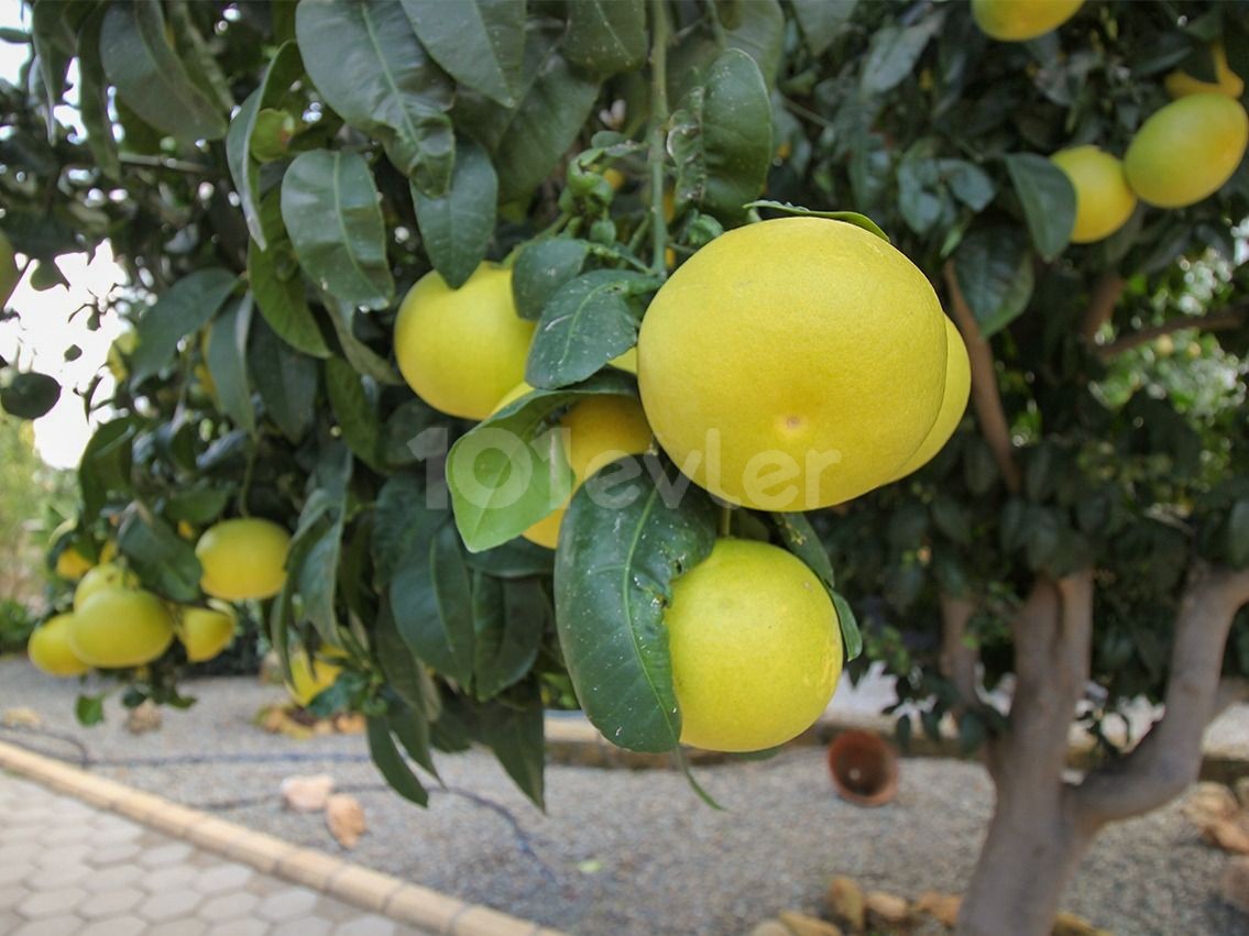 ویلا برای فروش in Çatalköy, گیرنه