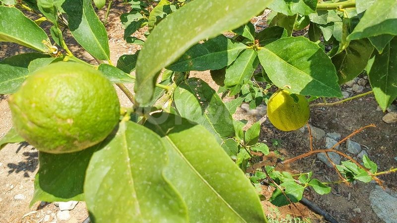 ویلا برای فروش in Lapta, گیرنه