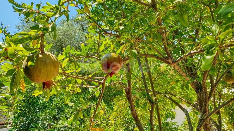 ویلا برای فروش in Lapta, گیرنه