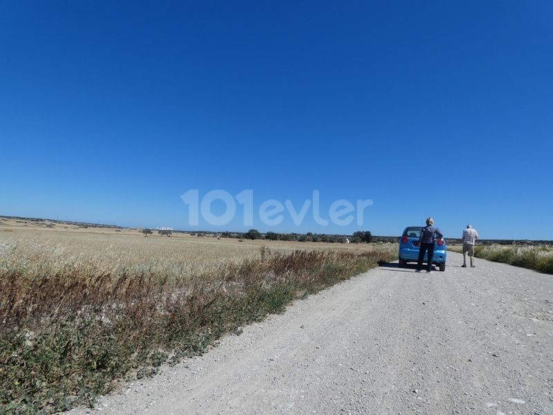 رشته برای فروش in Çayırova, ایسکله