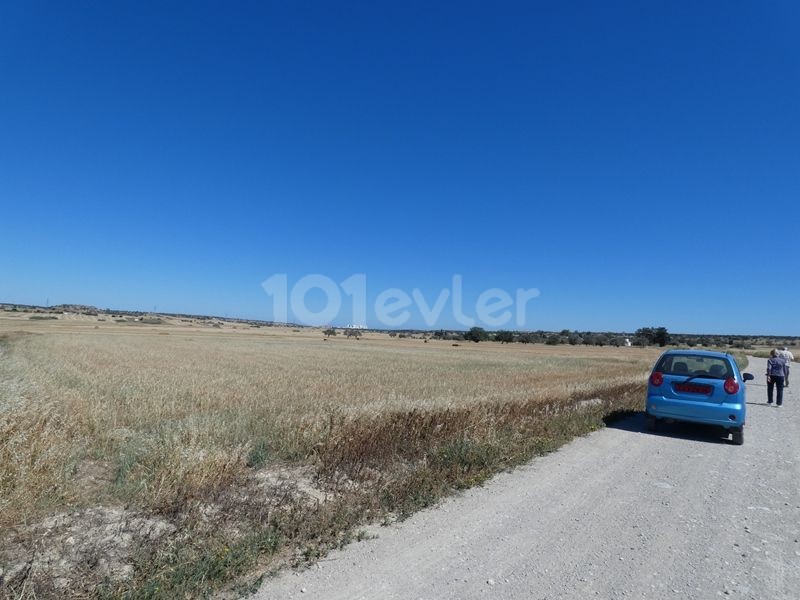 رشته برای فروش in Çayırova, ایسکله