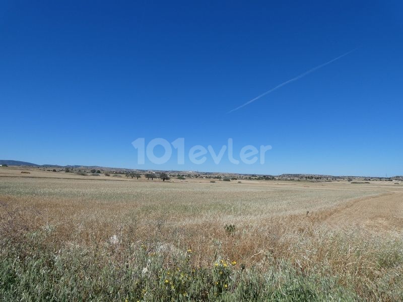 رشته برای فروش in Çayırova, ایسکله