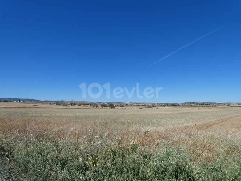 رشته برای فروش in Çayırova, ایسکله