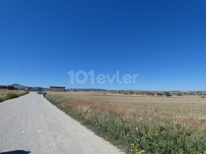 رشته برای فروش in Çayırova, ایسکله