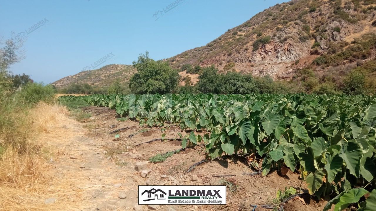 Lefke, Yesilirmak Region geeignet für den Garten, kein Wasserproblem, geeignet für den Anbau von allen Arten von Gemüse, Obst, 4 Hektar 1 evlek 3200 Schuhe türkisches Eigentum zum Verkauf Land Llogara ** 