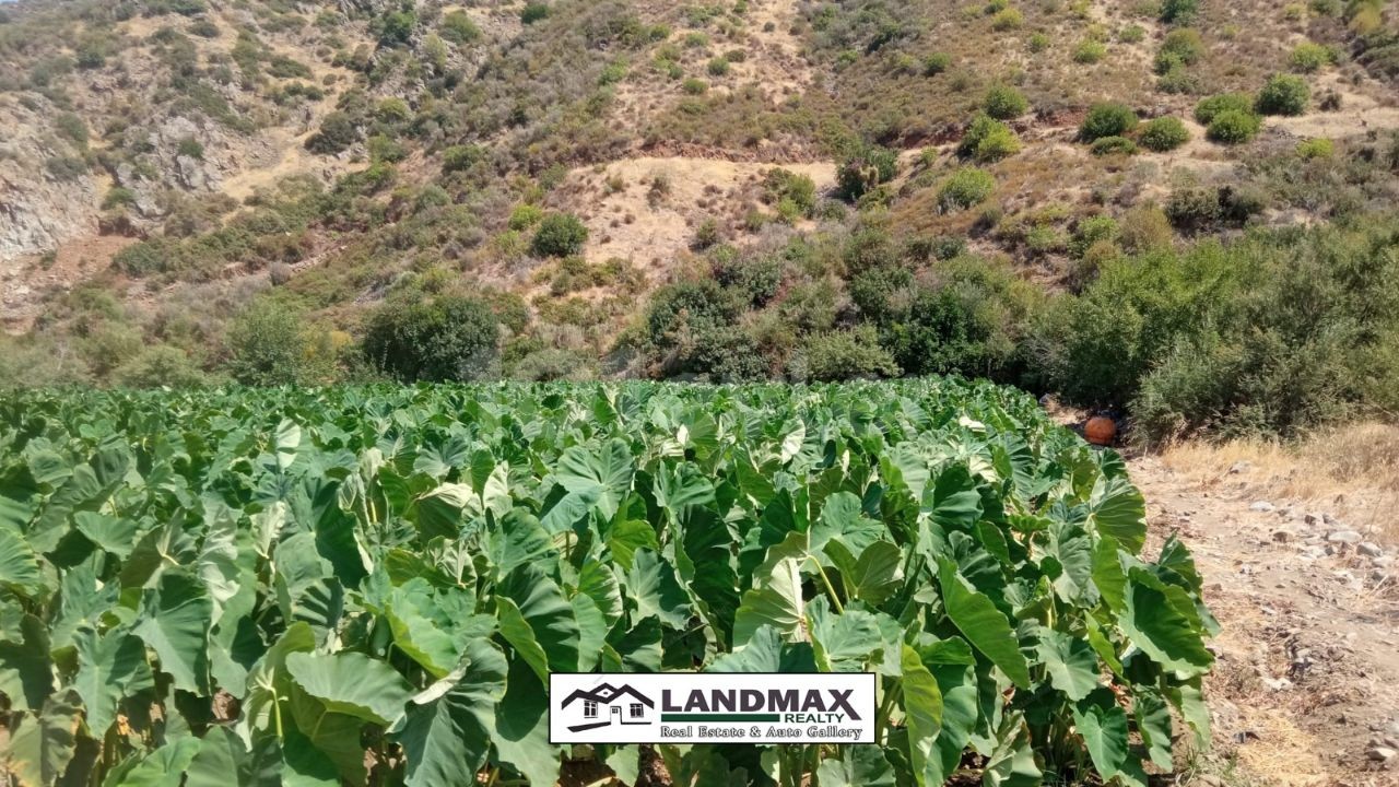 Turkish title land for sale in 4 Dönüm 1 Evlek 3200 square meters area, suitable for gardening without water problem. Location: in Yeşilırmak region of Lefke town in North Cyprus❗❗❗ 