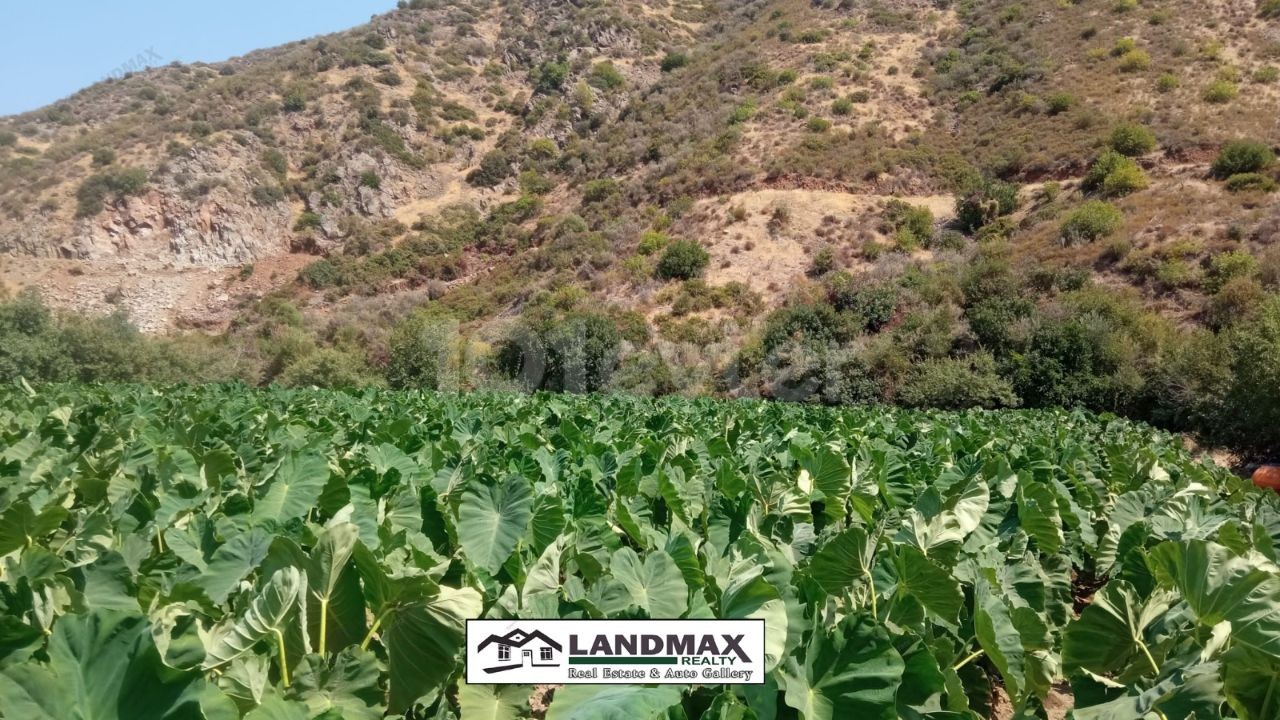 Turkish title land for sale in 4 Dönüm 1 Evlek 3200 square meters area, suitable for gardening without water problem. Location: in Yeşilırmak region of Lefke town in North Cyprus❗❗❗ 