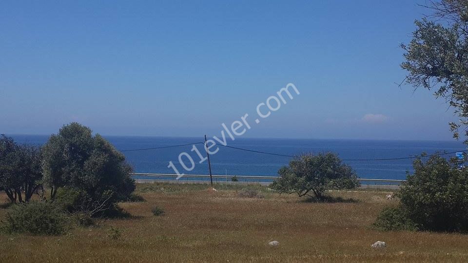 50 Acres of Project Land Near the Sea ** 