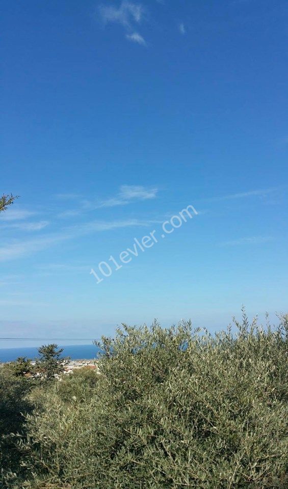 1050 M2 DECAPITATED SEA VIEW LAND FOR SALE IN ALSANCAK ** 