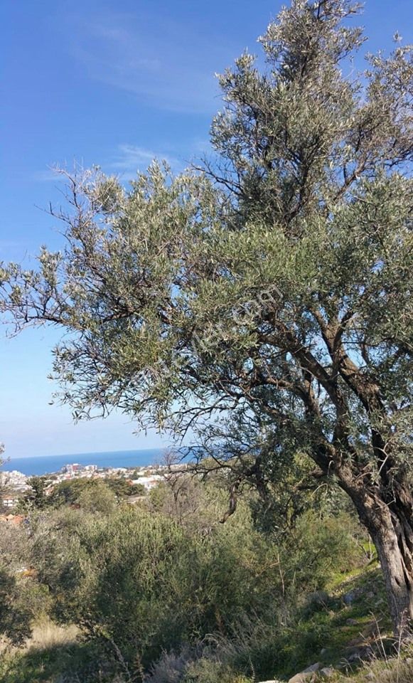 1050 M2 DECAPITATED SEA VIEW LAND FOR SALE IN ALSANCAK ** 