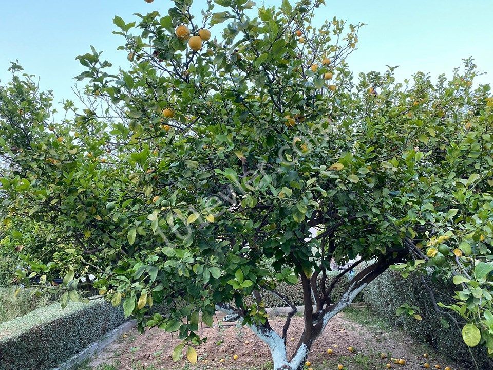 Halb freistehend Mieten in Alsancak, Kyrenia