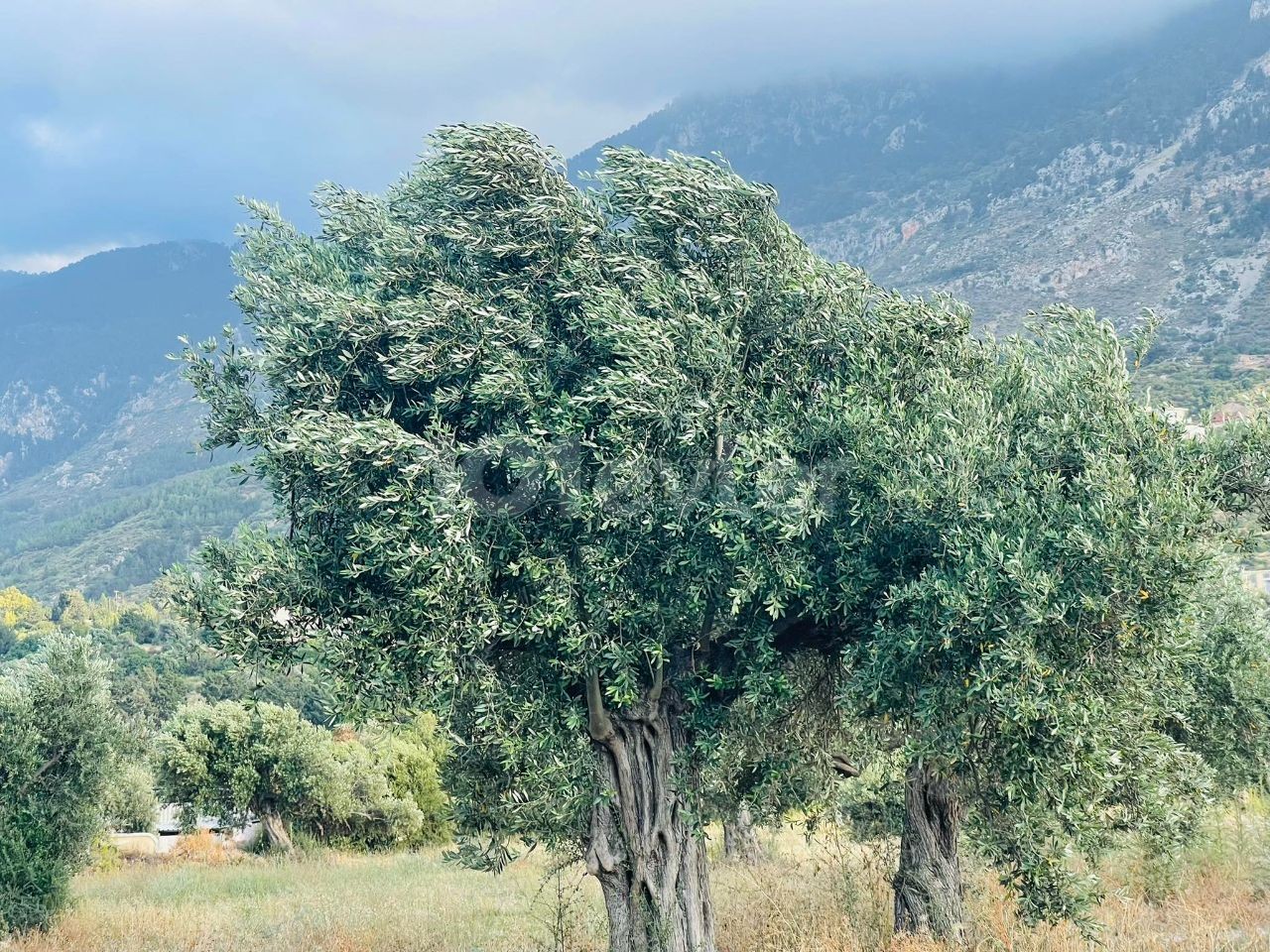 Cyprus Kyrenia Kyrenia Karsiyaka Turkish Coated Land Close to Main Street