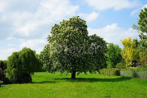 Bellapais’te satılık arsa