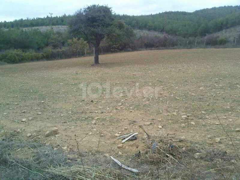 Land for sale in Edirne Keşan