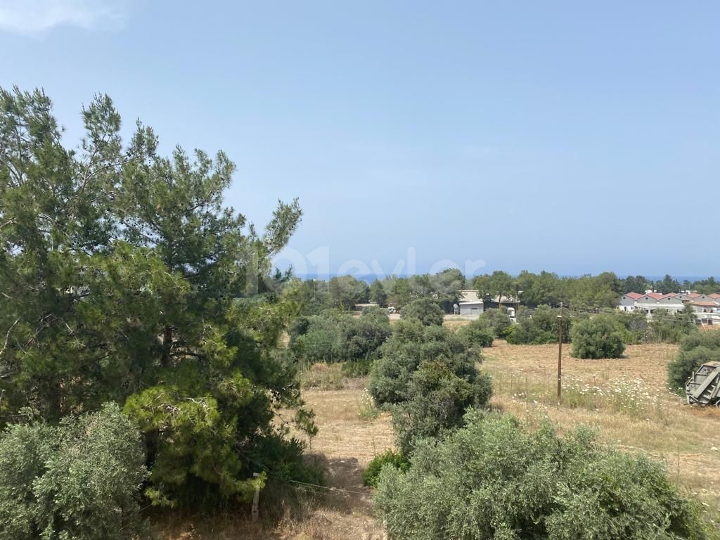 1+1 fully furnished apartment for sale in olive grove, taxes paid