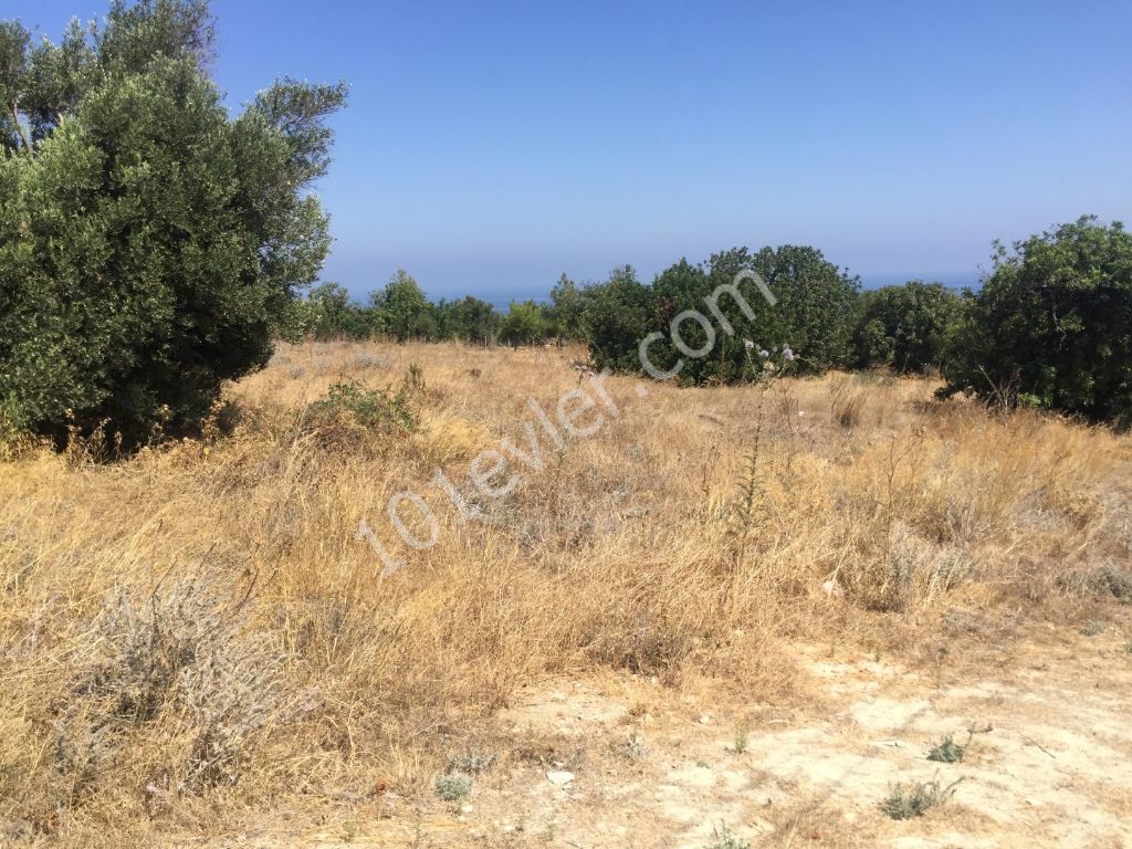 Kyrenia, 5 acres + 1 evlek (7.024 m2) mit Meer-und Bergblick ** 