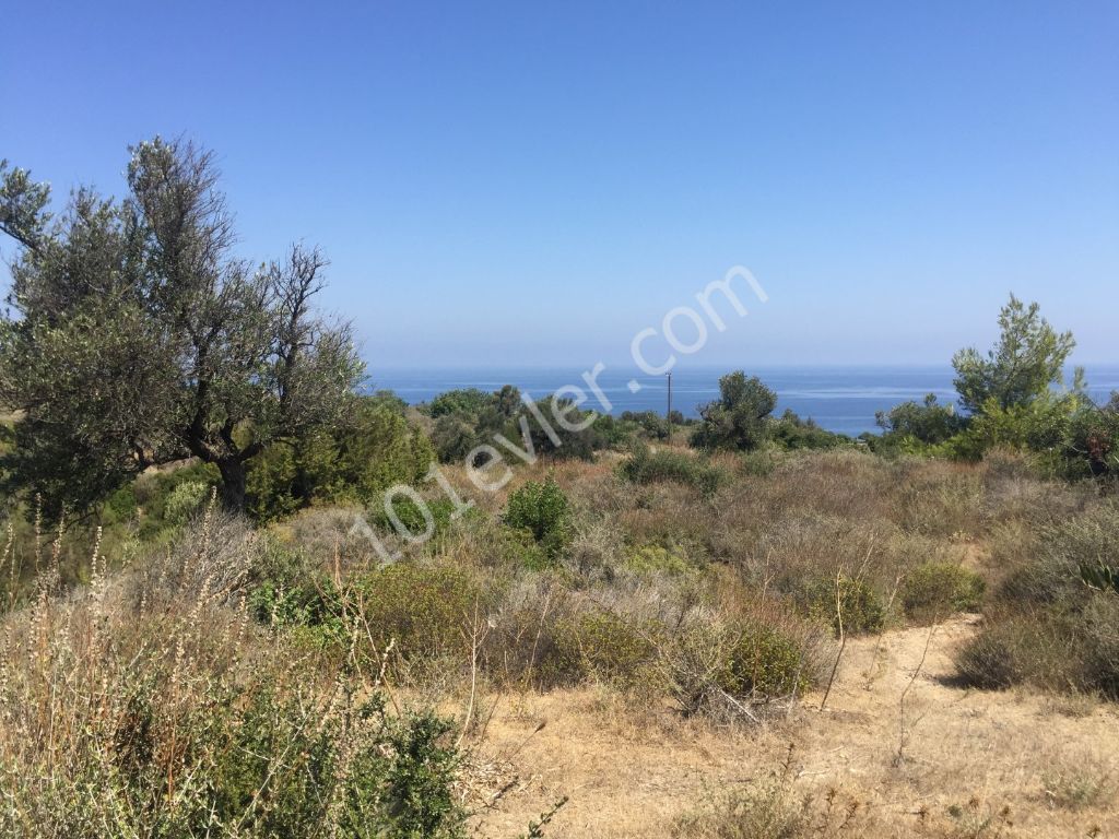 KYRENIA, Kayalar village beautiful 5 Dönüm + 1 evlek ( 7,024 m2 )  PLOT FOR VILLA DEVELOPMENT 