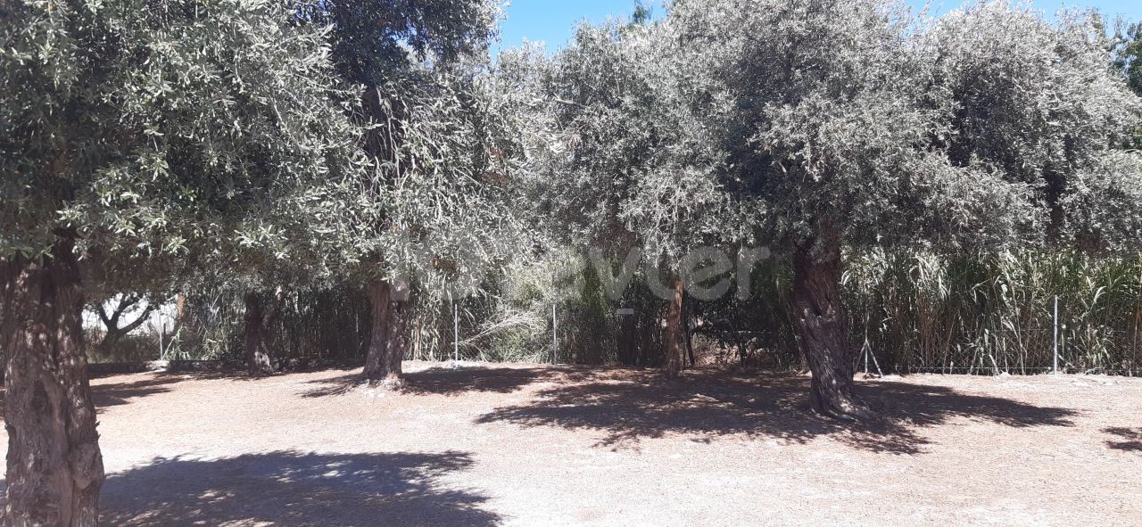 BEAUTIFUL STONE BUNGALOW WITH 3 BEDROOMS and LARGE GARDEN WITH OLIVE TREES and water well 