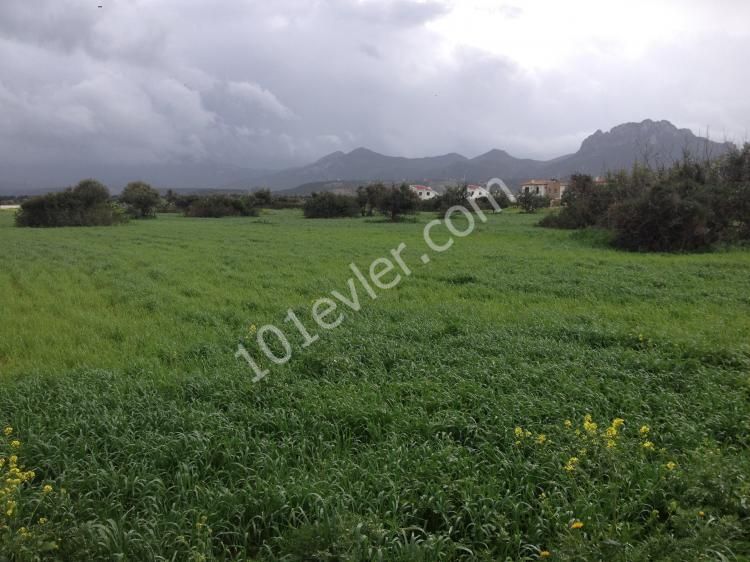 INVESTMENT LAND ON THE MAIN ROAD 9 DONUMS + 200 SQUARE FEET